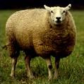sheep.jpg